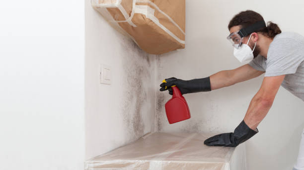 Professional Mold Cleanup technician working in Boxborough, MA